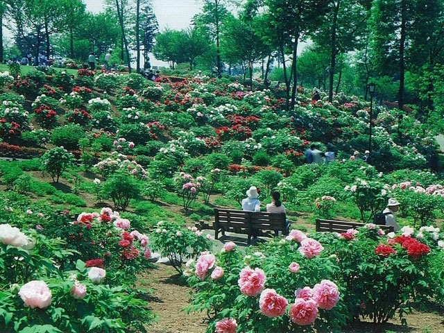 �y�V�����||��ʌ��̊ό���߯�|�����R�ڂ���[�ό��ēॊό��޲�ޥ�ό���߯ĥ�l�C��߯ĥ�ό��n����s���]