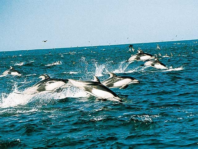 �y�V�����||��t���̊ό���߯�|���q�C�m������[�ό��ēॊό��޲�ޥ�ό���߯ĥ�l�C��߯ĥ�ό��n����s���]