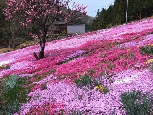 �y�V�����|�S�㔪���E�ցE���Z�̊ό���߯�|�V�Խ�߯�[�ό��ēॊό��޲�ޥ�ό���߯ĥ�l�C��߯ĥ�ό��n����s���]