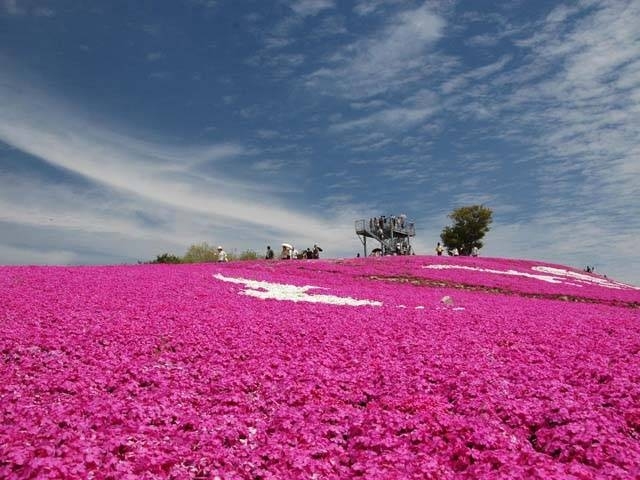 �y�V�����||�L�����̊ό���߯�|�Ԗ��̗����N�^��[�ό��ēॊό��޲�ޥ�ό���߯ĥ�l�C��߯ĥ�ό��n����s���]