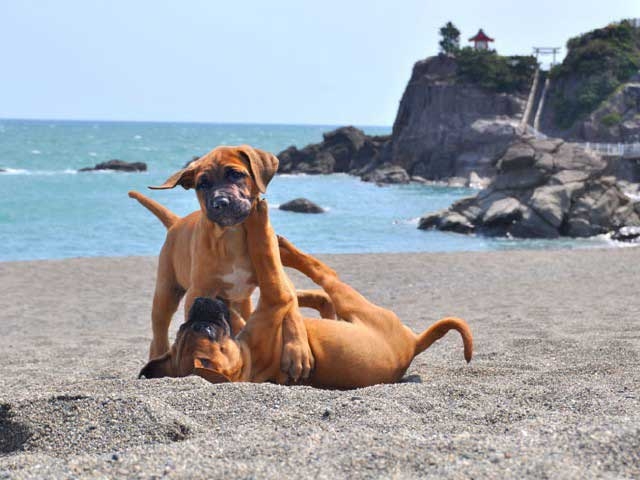 �y�V�����||���m���̊ό���߯�|�Ƃ����ʃp�[�N[�ό��ēॊό��޲�ޥ�ό���߯ĥ�l�C��߯ĥ�ό��n����s���]