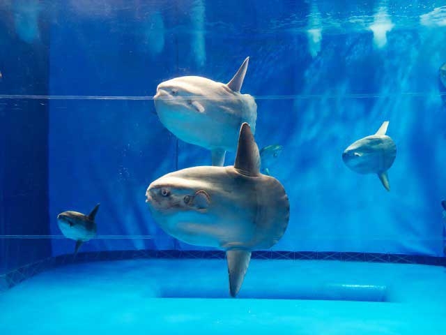 �y�V�����||��錧�̊ό���߯�|�A�N�A���[���h��錧���������[�ό��ēॊό��޲�ޥ�ό���߯ĥ�l�C��߯ĥ�ό��n����s���]