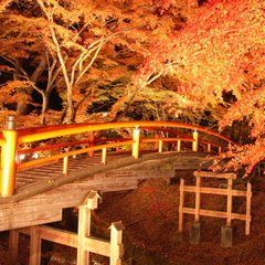 河鹿橋紅葉ライトアップ １０月下旬〜１１月中旬（予定）