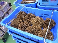 群馬まいたけセンター