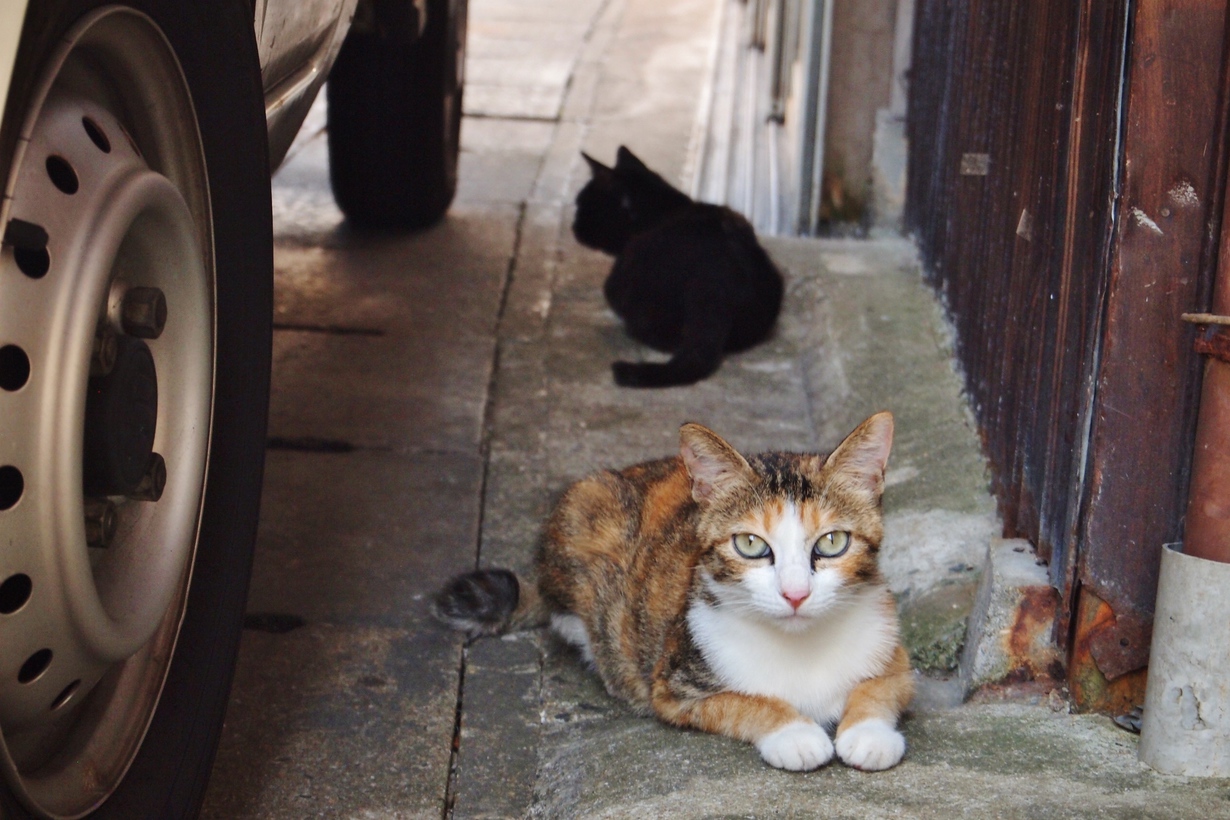 写真6