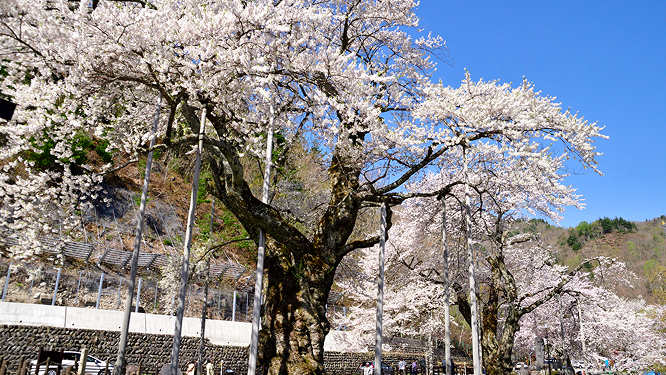 Seasonal information