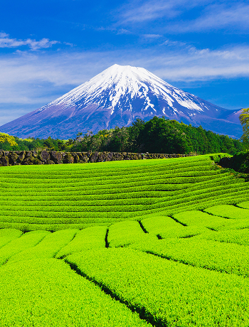 shizuoka 시즈오카