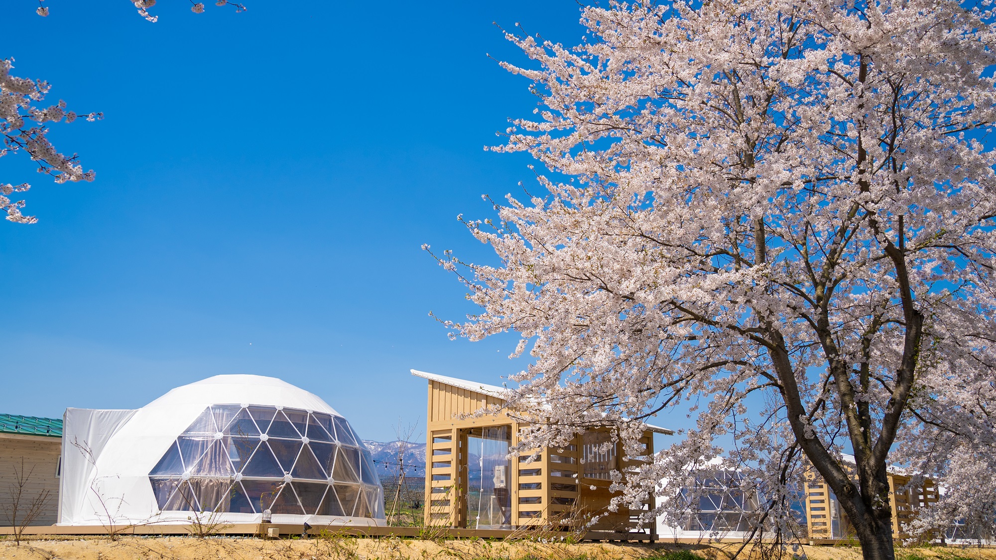 写真:yamagata glam