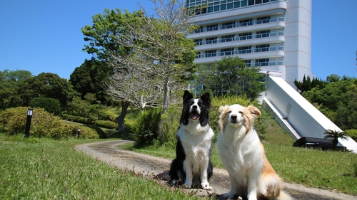 写真:南紀白浜わんわんパラダイス