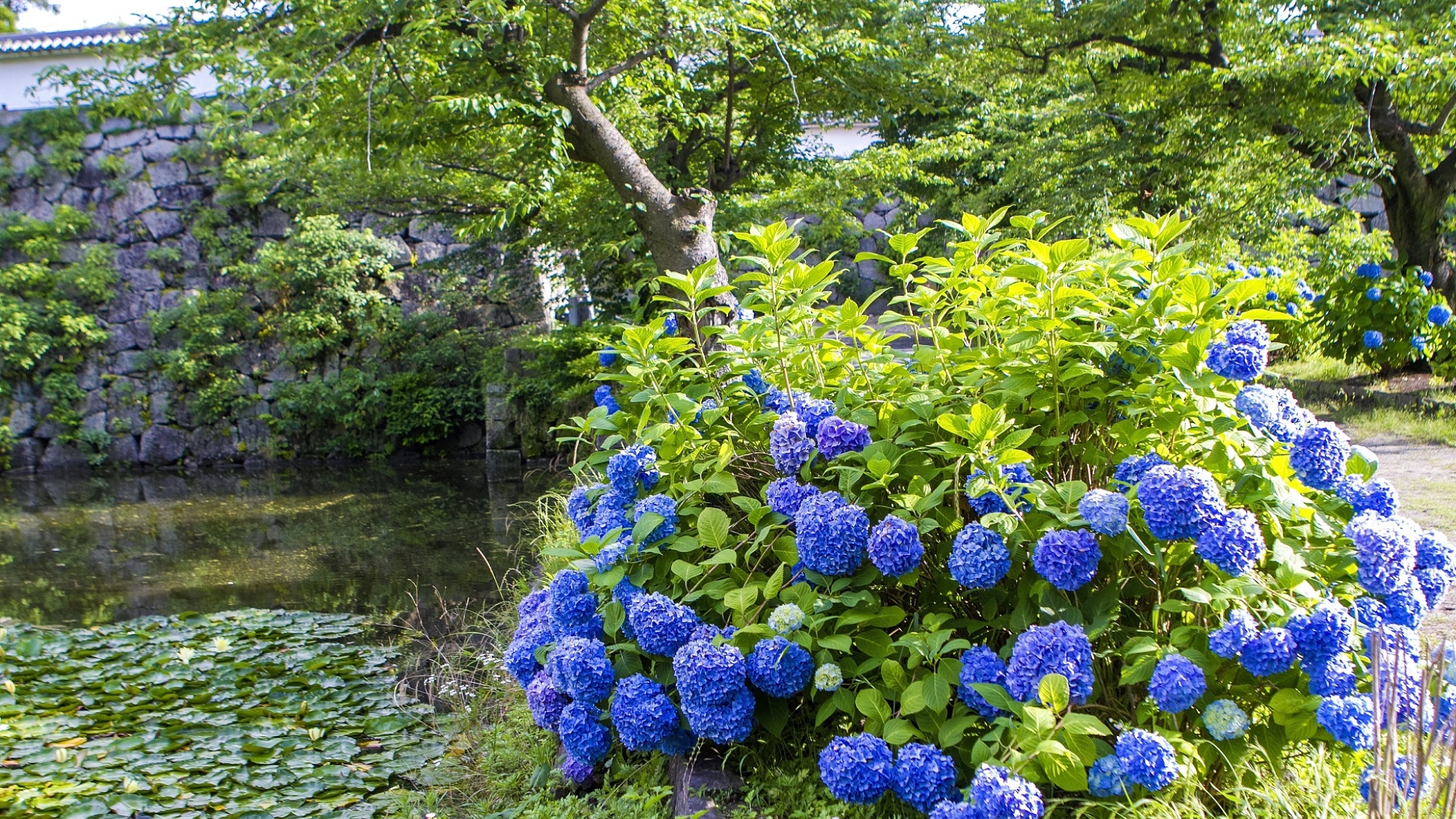 周辺観光/【舞鶴公園（夏）】花カレンダーチェック！6月中旬からアジサイやハスが見頃…当館から車12分