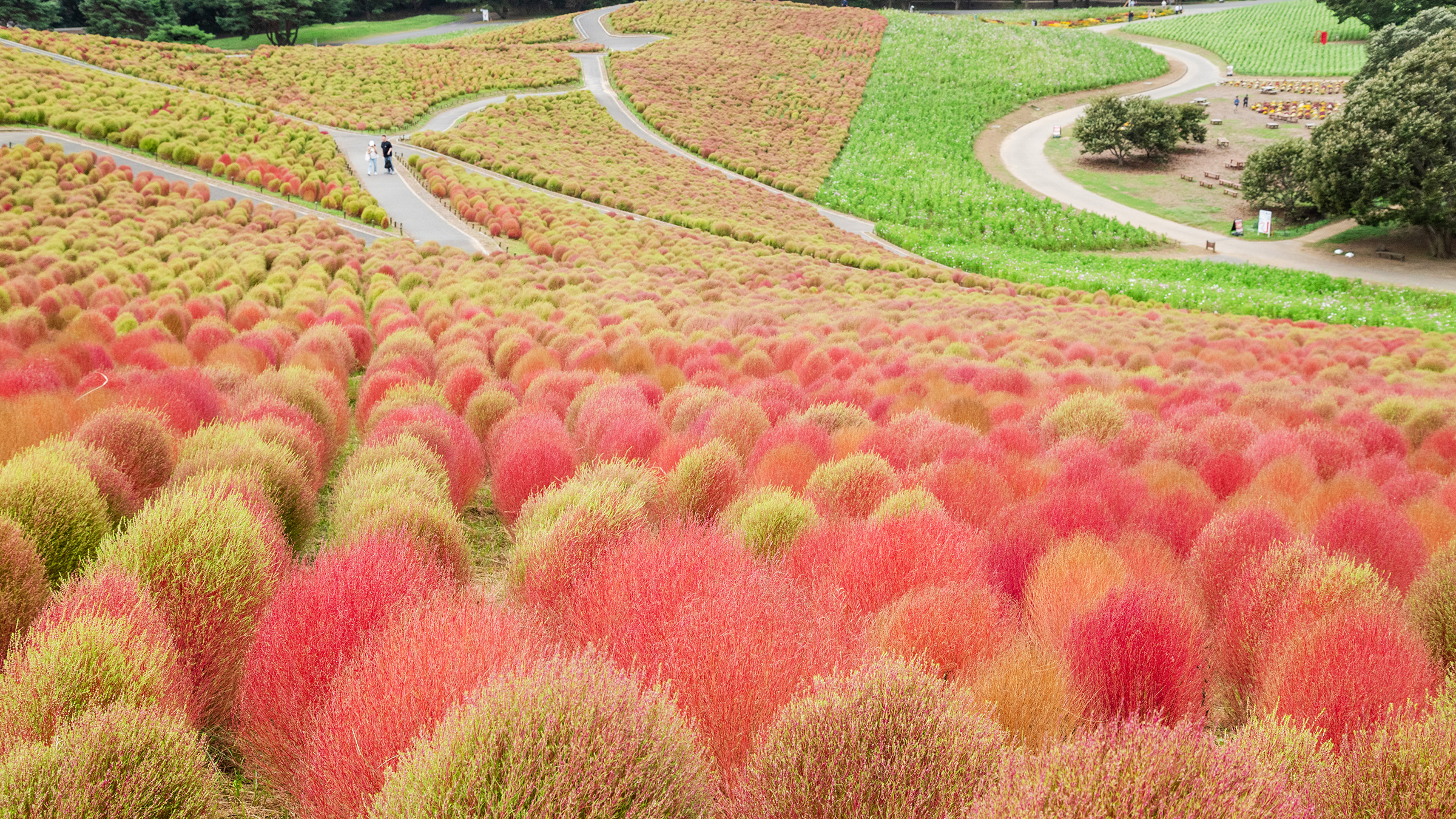 国営ひたち海浜公園