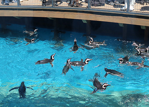 「水族博物館うみがたり」入館チケット付♪海の仲間に会いに行こう！＜素泊まり＞