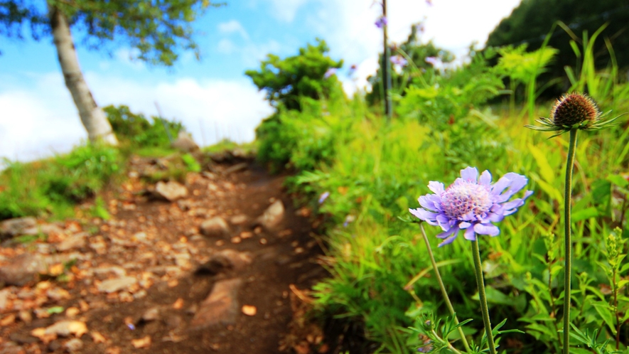 「花の百名山」根子岳登山道