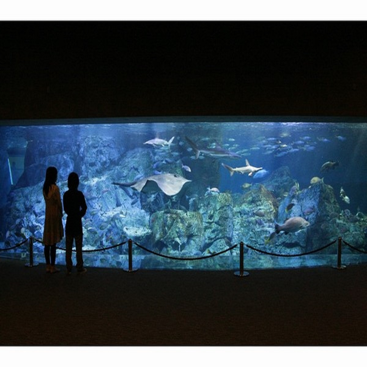 ■アクティビティ：うみたまご「大回遊水槽」は約90種類、1500尾の魚たちが泳いでいます