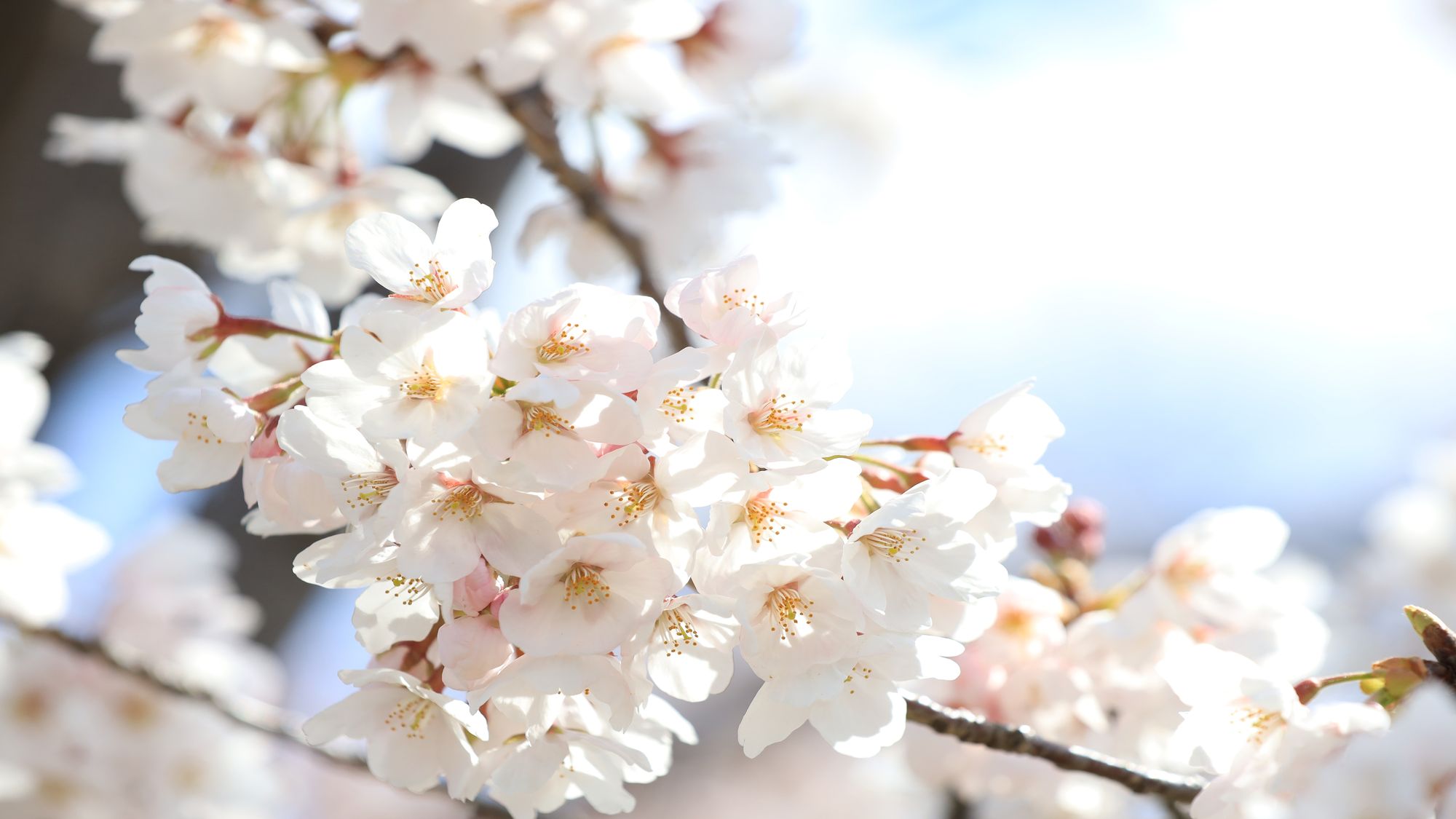 【千波湖】水戸の桜まつり