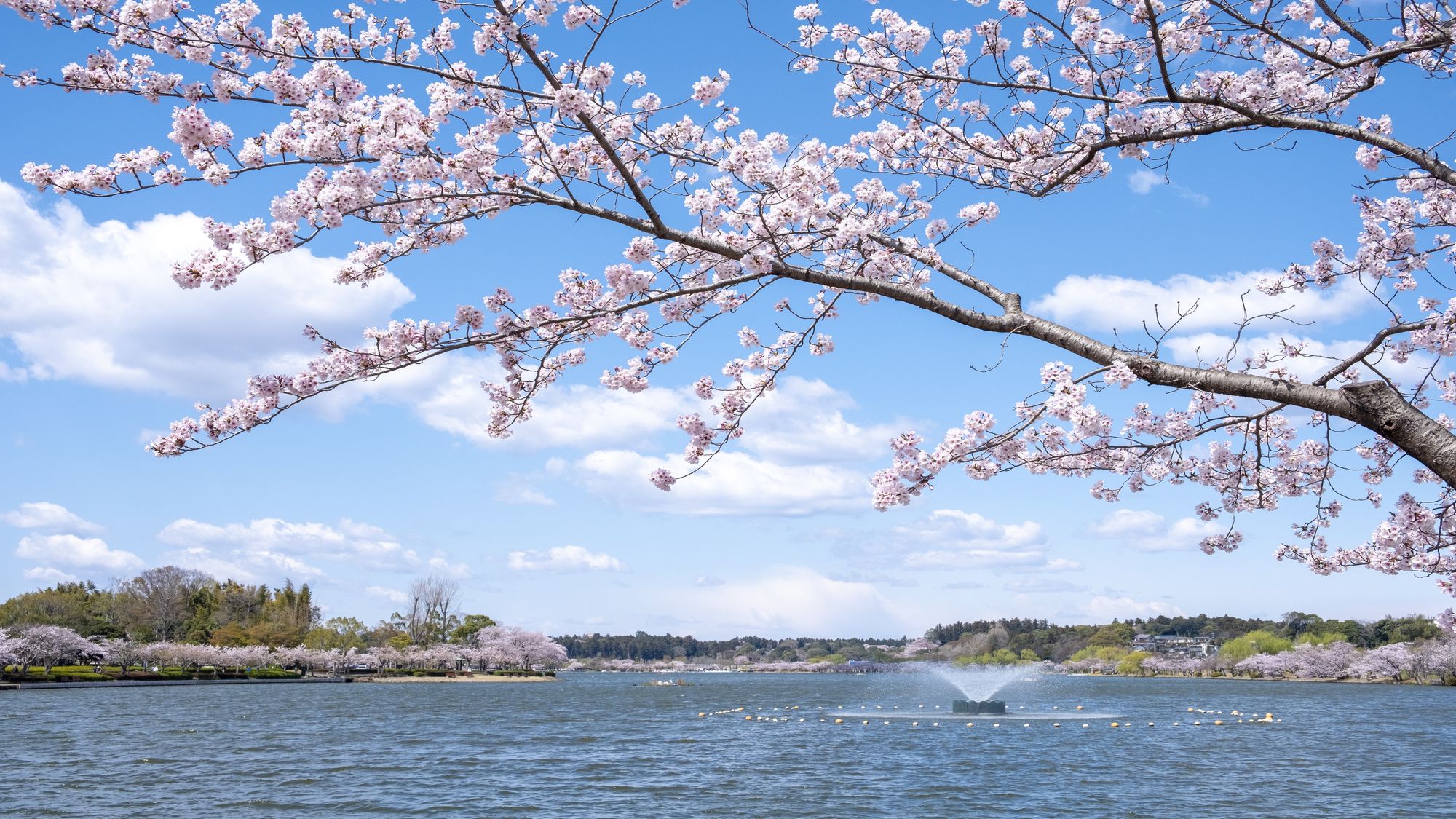 千波湖畔さくら
