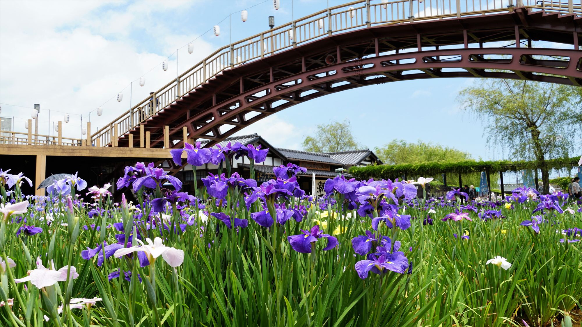 水郷潮来あやめまつり