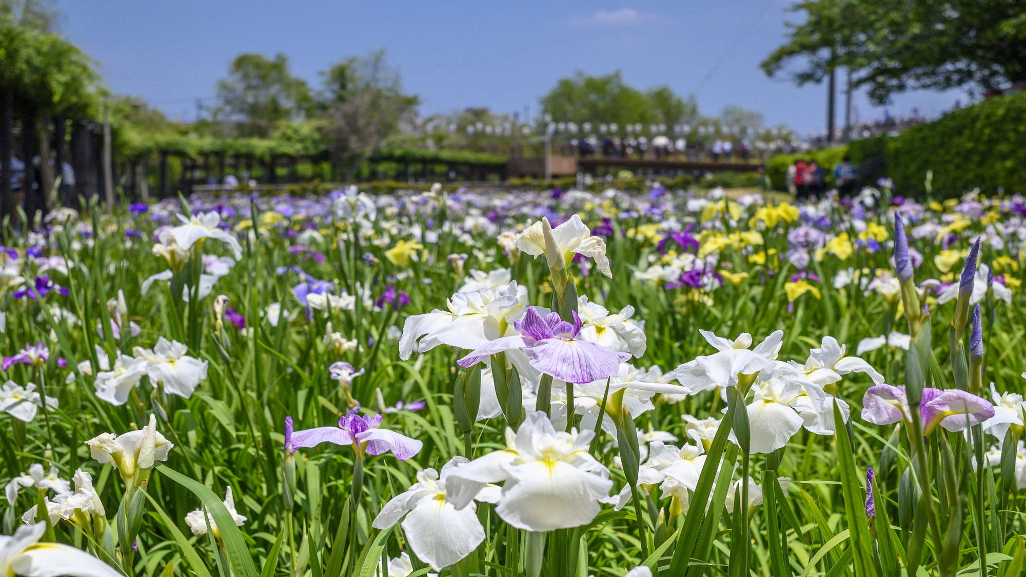 水郷潮来あやめ園