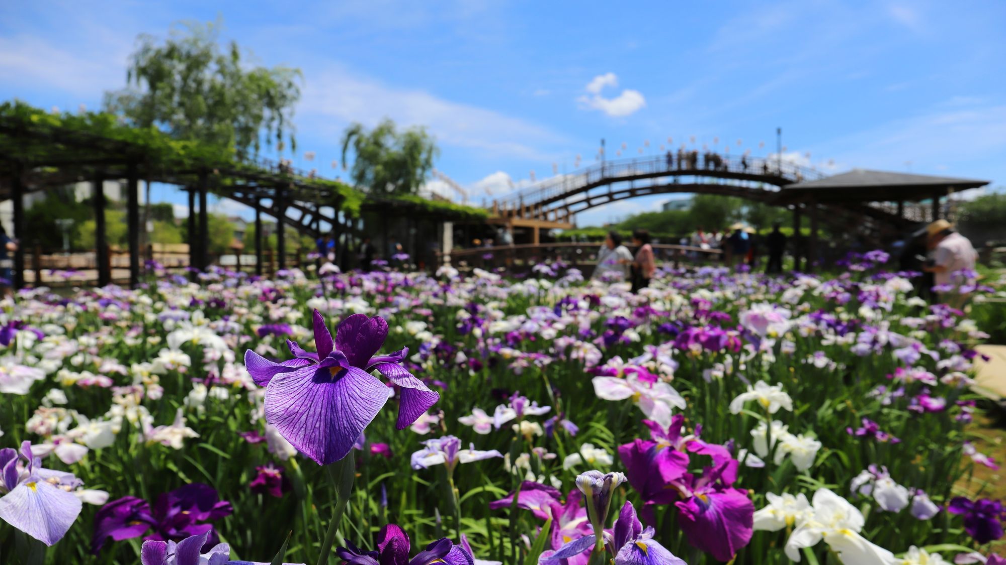 【水郷潮来あやめまつり】2026年5月22日（金）から6月21日（日）開催予定