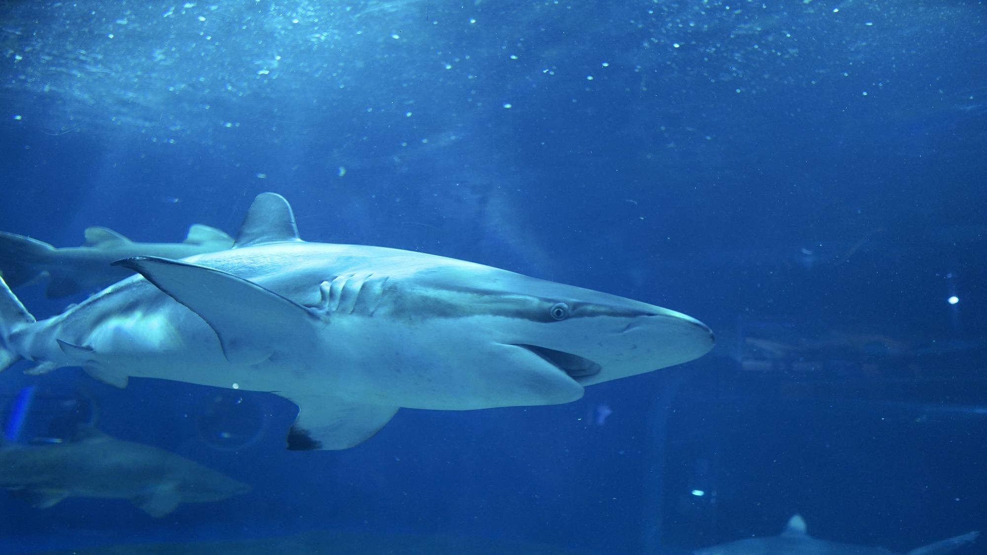【大洗水族館／サメの海】