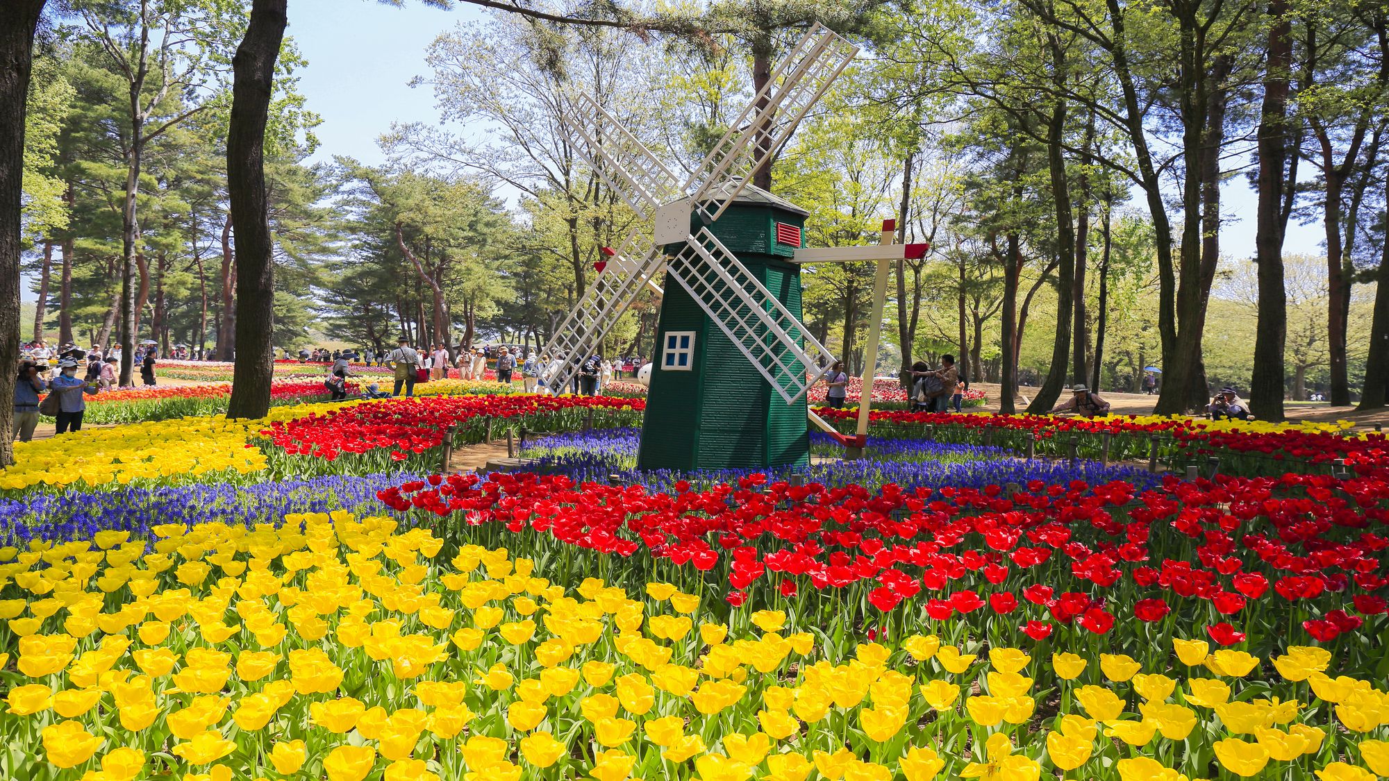 チューリップ（ひたち海浜公園）