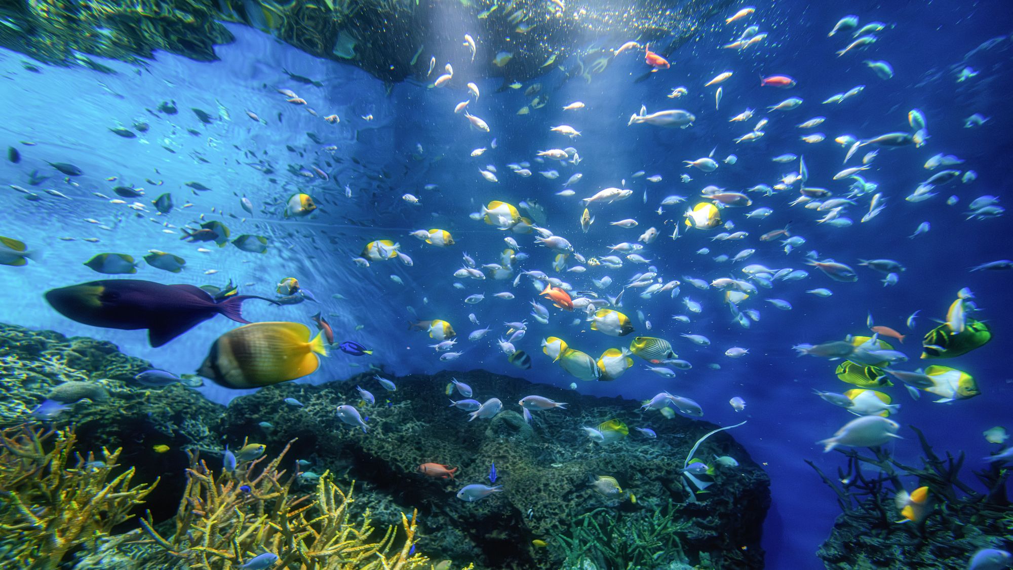 【大洗水族館／悠久の海ゾーン】