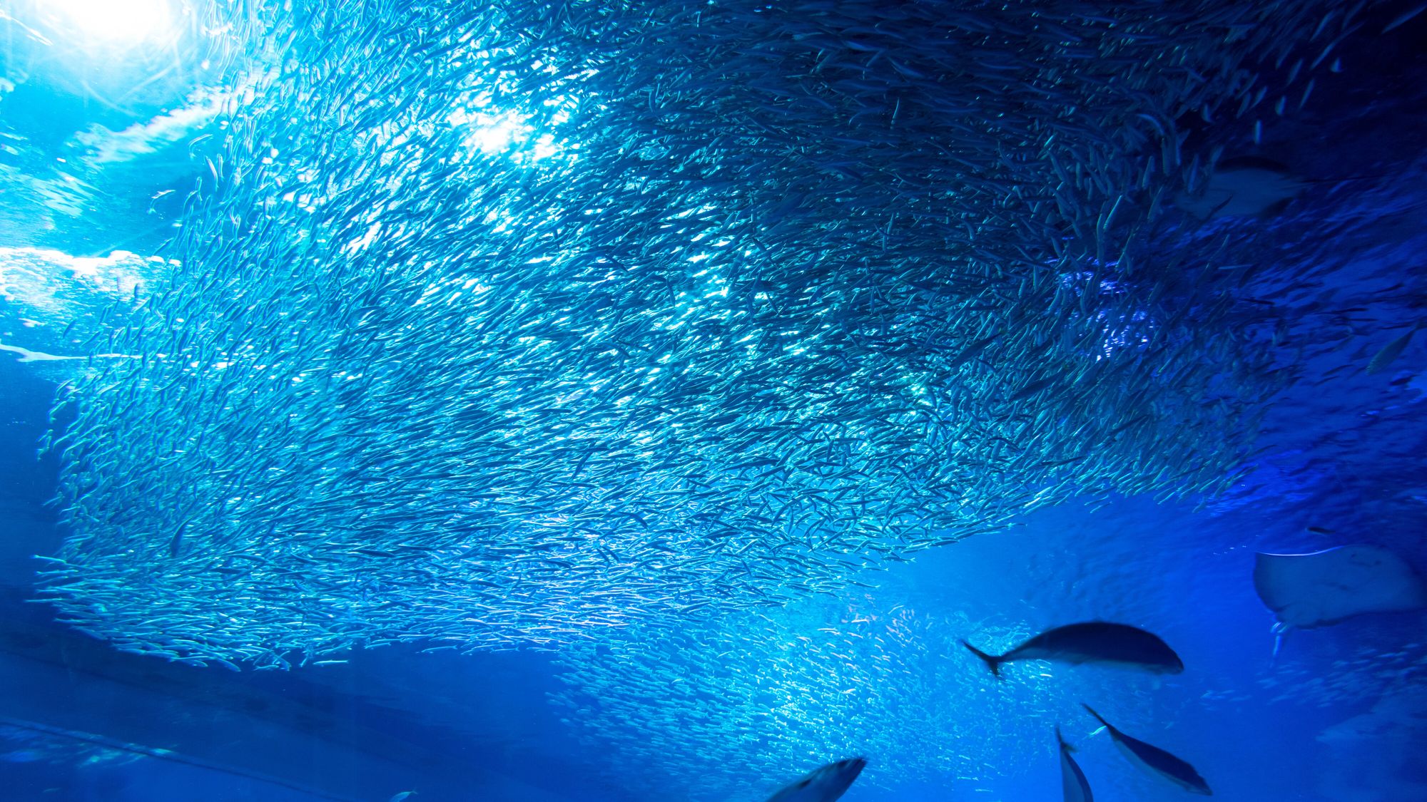 【大洗水族館】ホテルから車で約5分