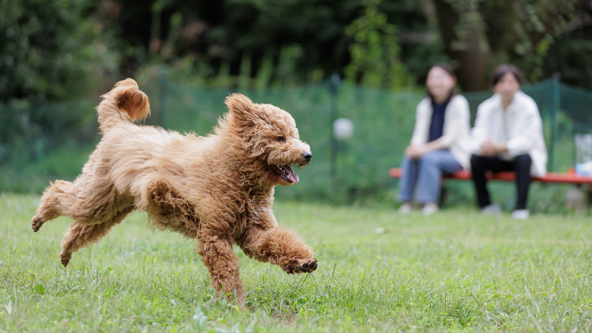 ＜早期割28＞愛犬と一緒にご宿泊！地元食材を活かした郷土料理をお楽しみいただける『季節の会席プラン』