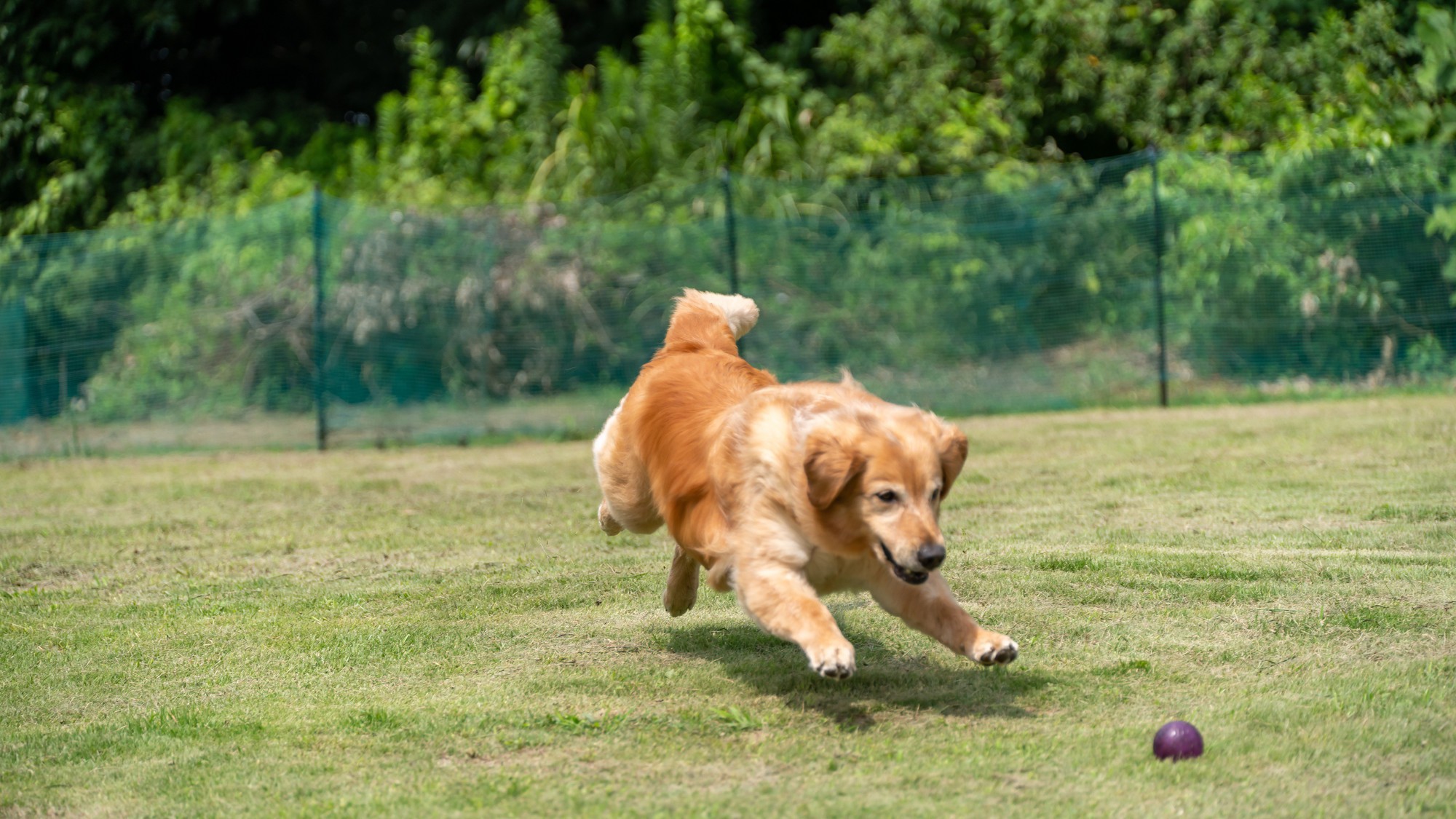 【愛犬と一緒にご宿泊】朝食付きプラン★地元喜連川の素材を取り入れた50種以上の朝食ビュッフェ