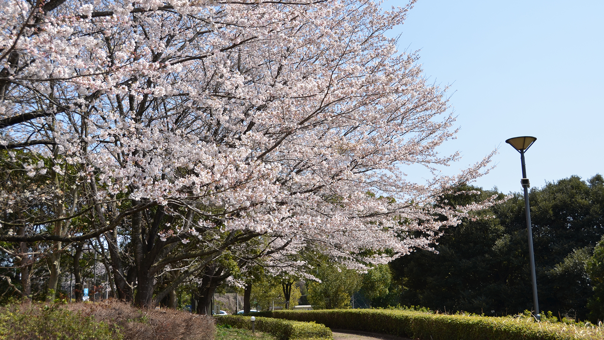 【当宿の景観】当宿敷地内の遊歩道（桜）