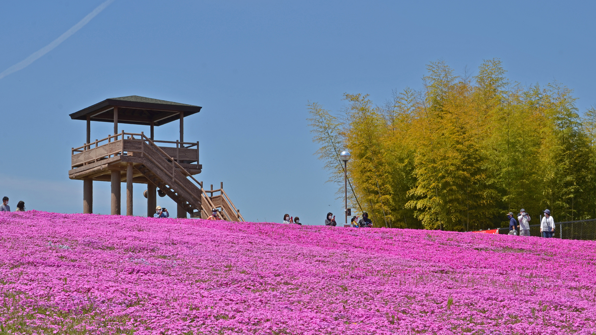 【近隣観光地】市貝町芝さくら公園