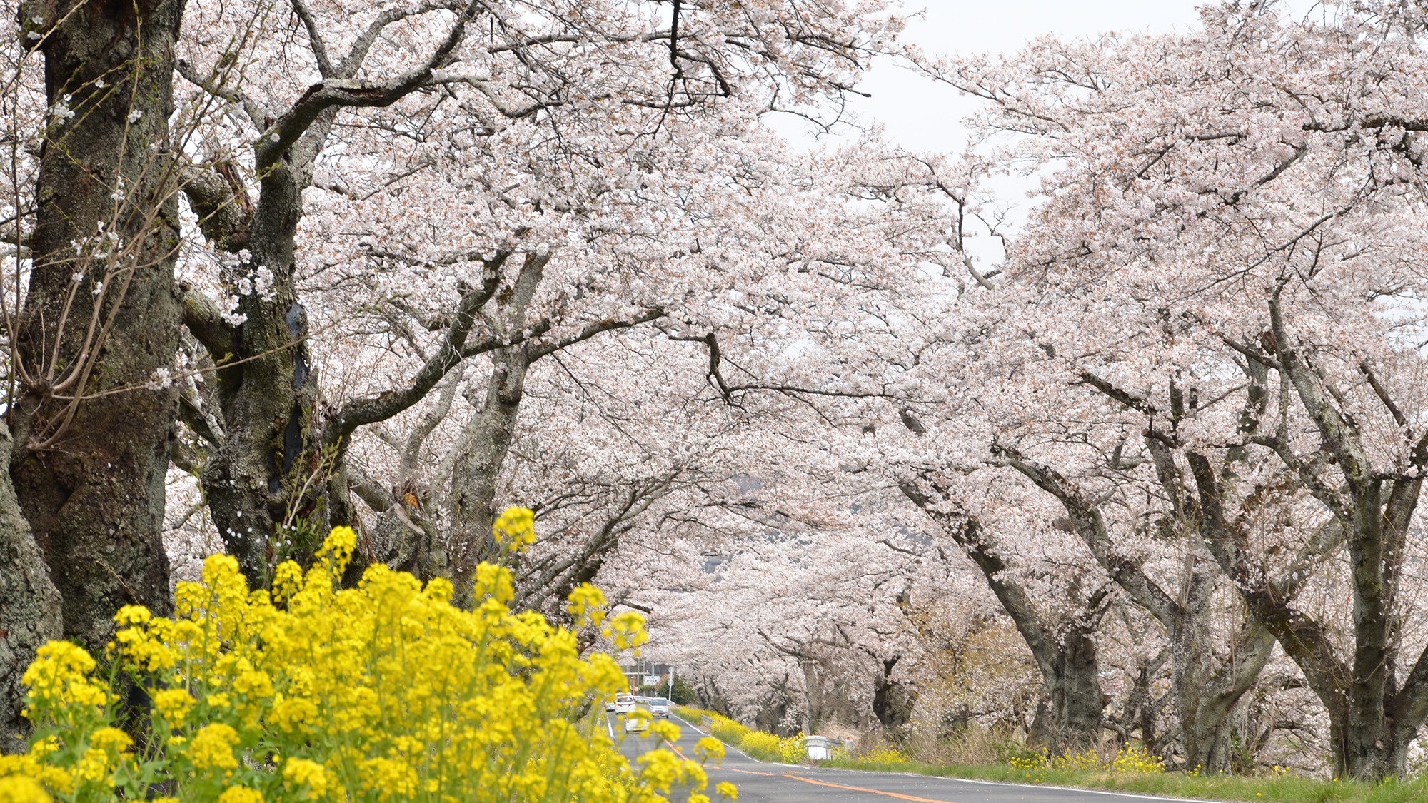 【近隣観光地】早乙女桜並木