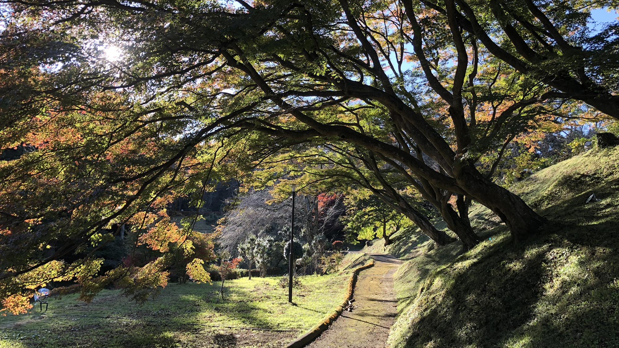 【近隣観光地】御殿山公園（紅葉）