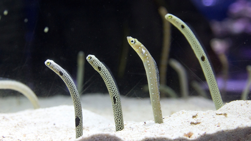 【すみだで楽しむ夏】すみだ水族館入場チケット付きプラン（朝食付き）