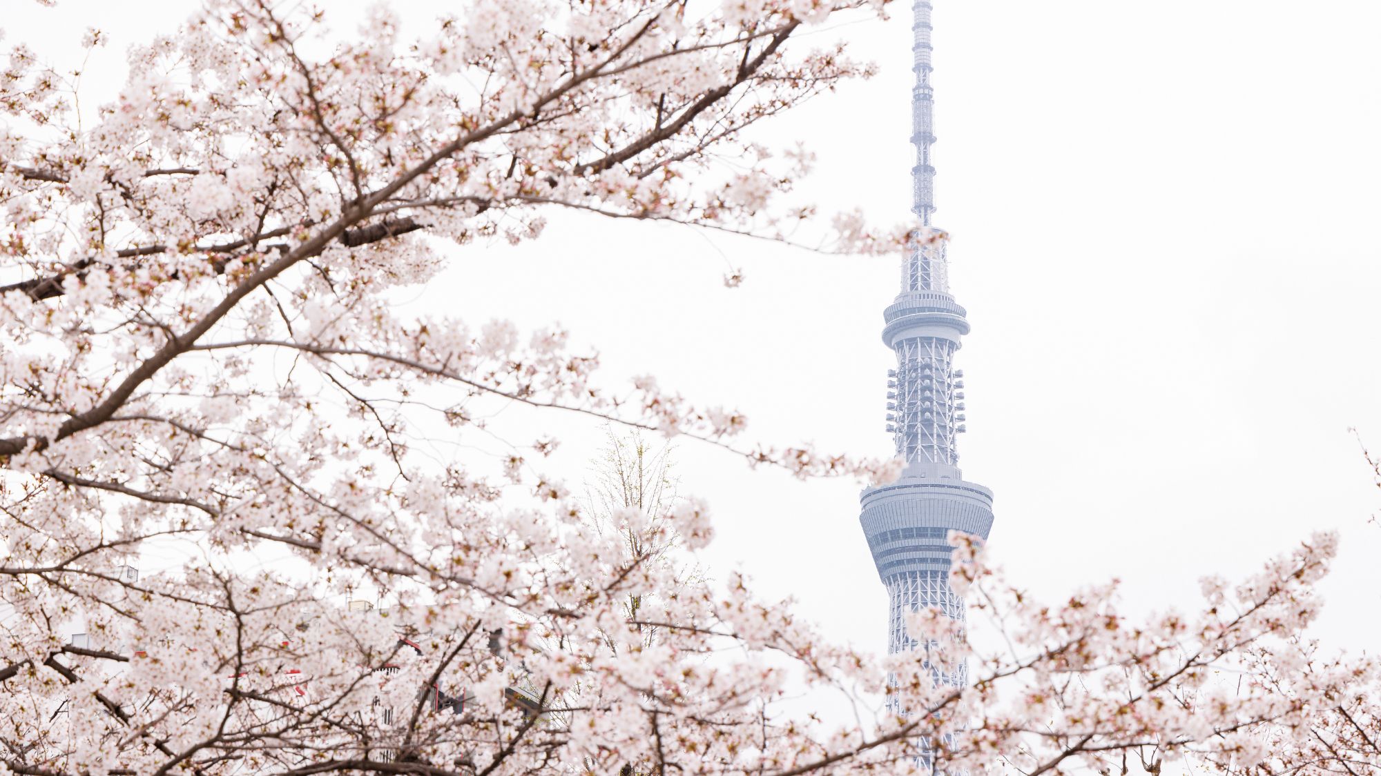 桜越しに眺める東京スカイツリー(R)