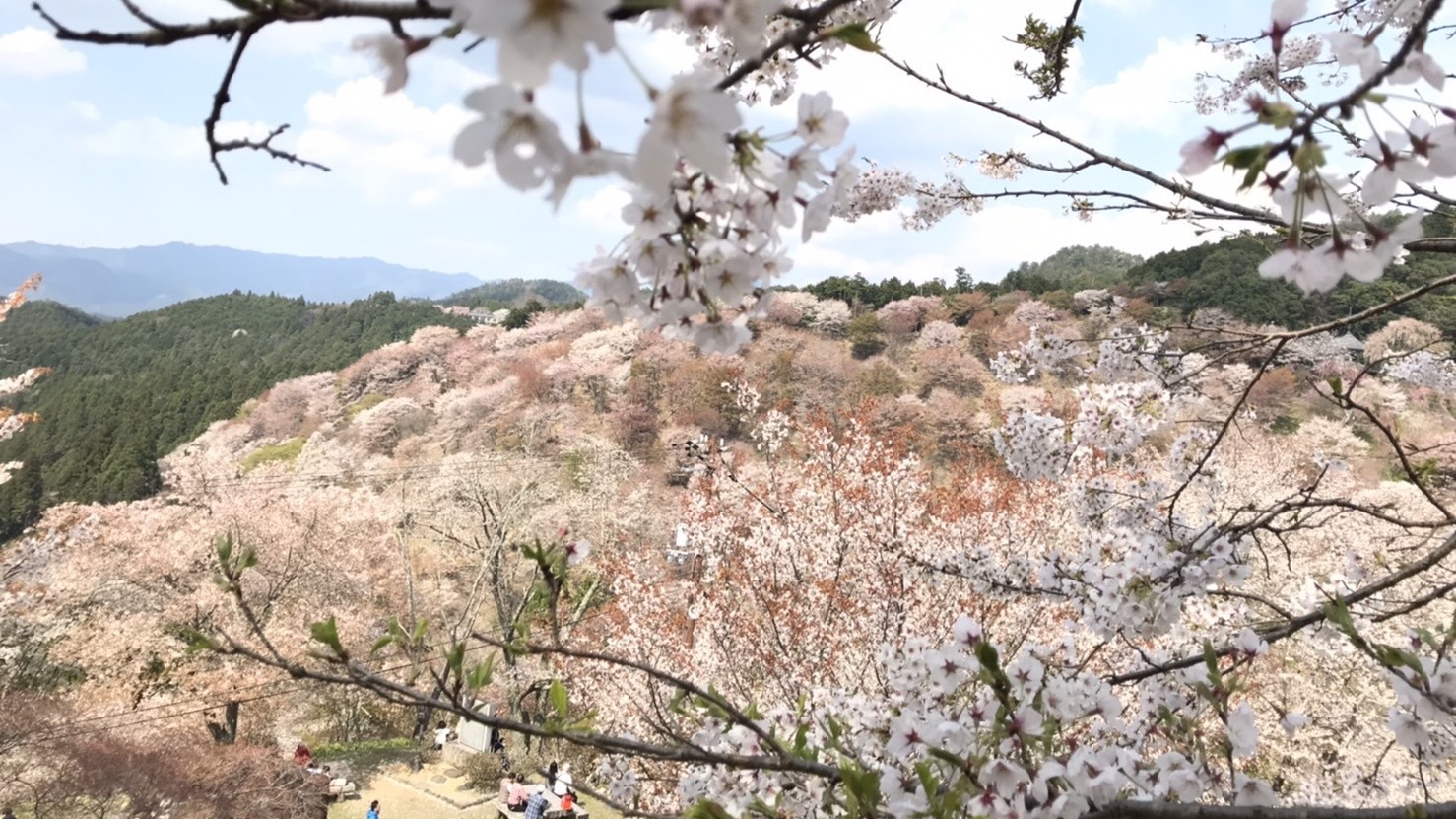 いざ、春の吉野山へ！観光はもちろん、地元吉野の旬の食材とあわせて吉野山を完全満喫プラン♪