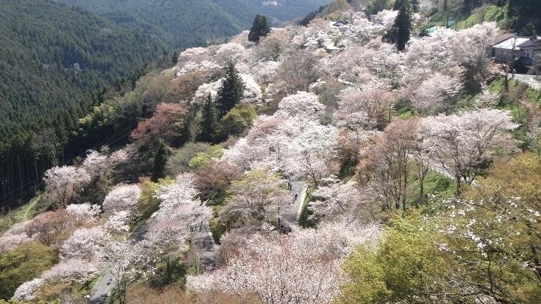 ＜春＞吉野山の千本桜