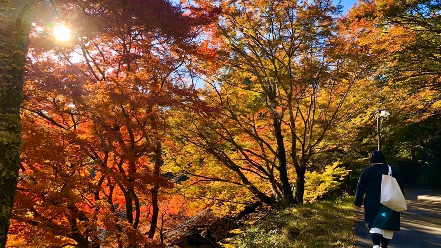 ＜秋＞吉野山の紅葉風景（下千本：七曲り坂）