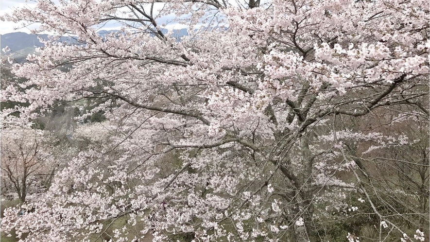 ＜春＞吉野山の千本桜