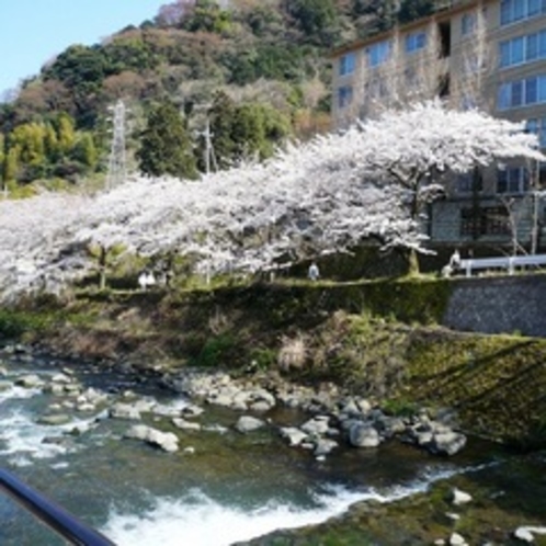 千歳川」沿いの桜