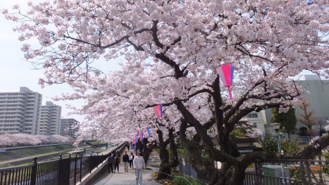 柏尾川の桜