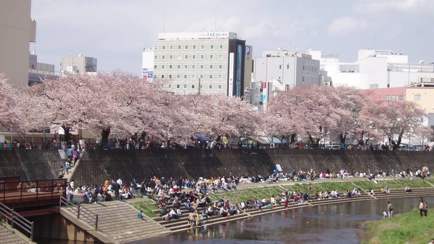 柏尾川の桜