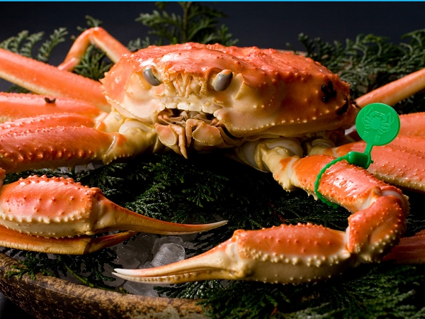 【季節限定★冬の味覚満喫】〜活と茹〜間人ガニをおふたりで二杯！×丹後の旬魚しゃぶしゃぶを味わう♪