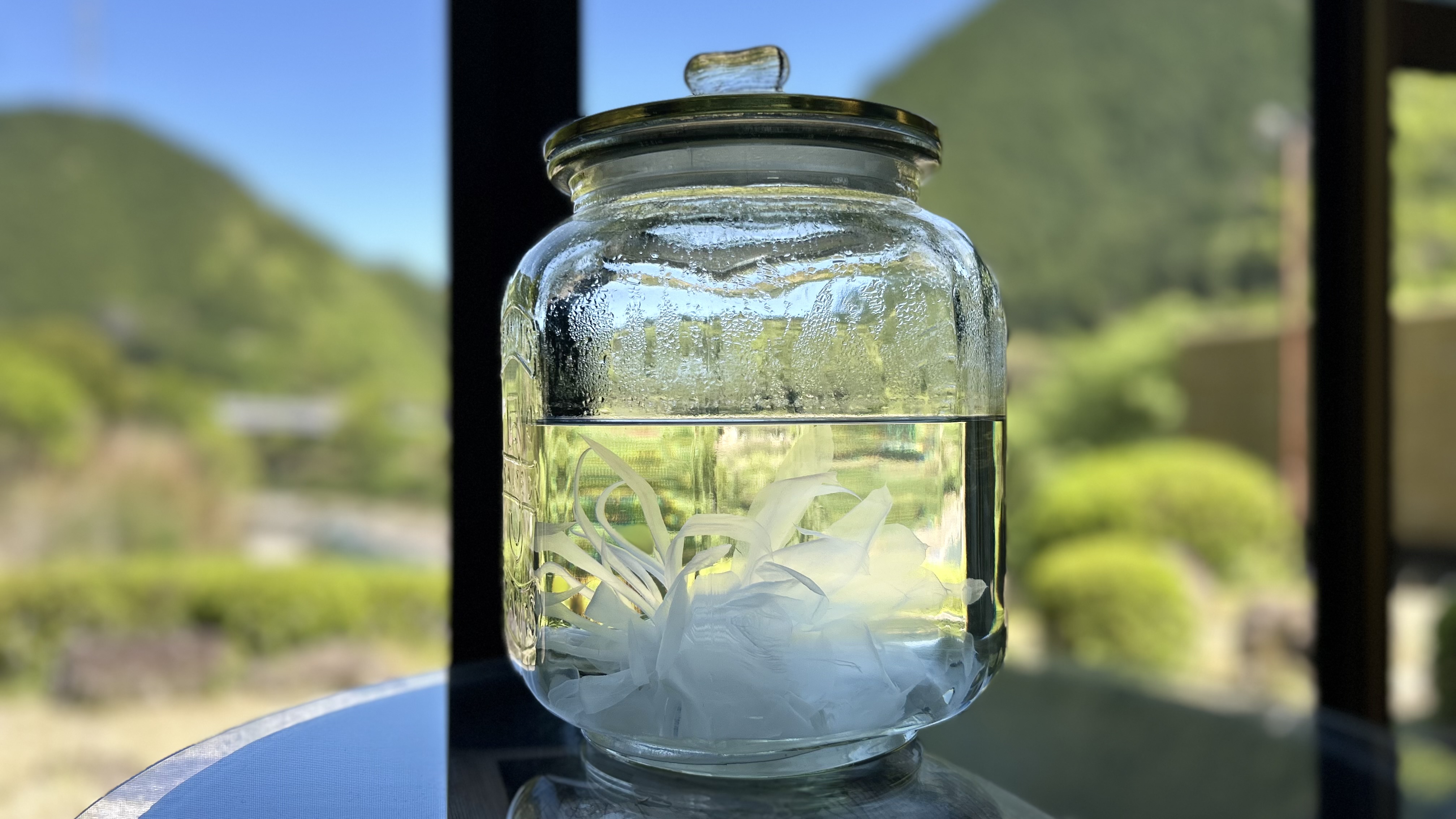 【月下美人】当館では、例年6月・7月・9月・10月頃に月下美人が開花いたします。