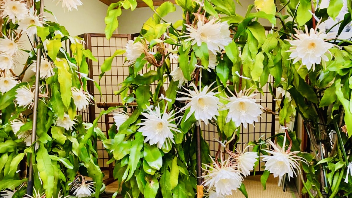 【月下美人】当館では、例年6月・7月・9月・10月頃に月下美人が開花いたします。