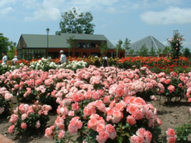 いわみざわ公園バラ園　岩見沢市の花であるバラとハマナスが緑豊かな公園の中にうえられています。