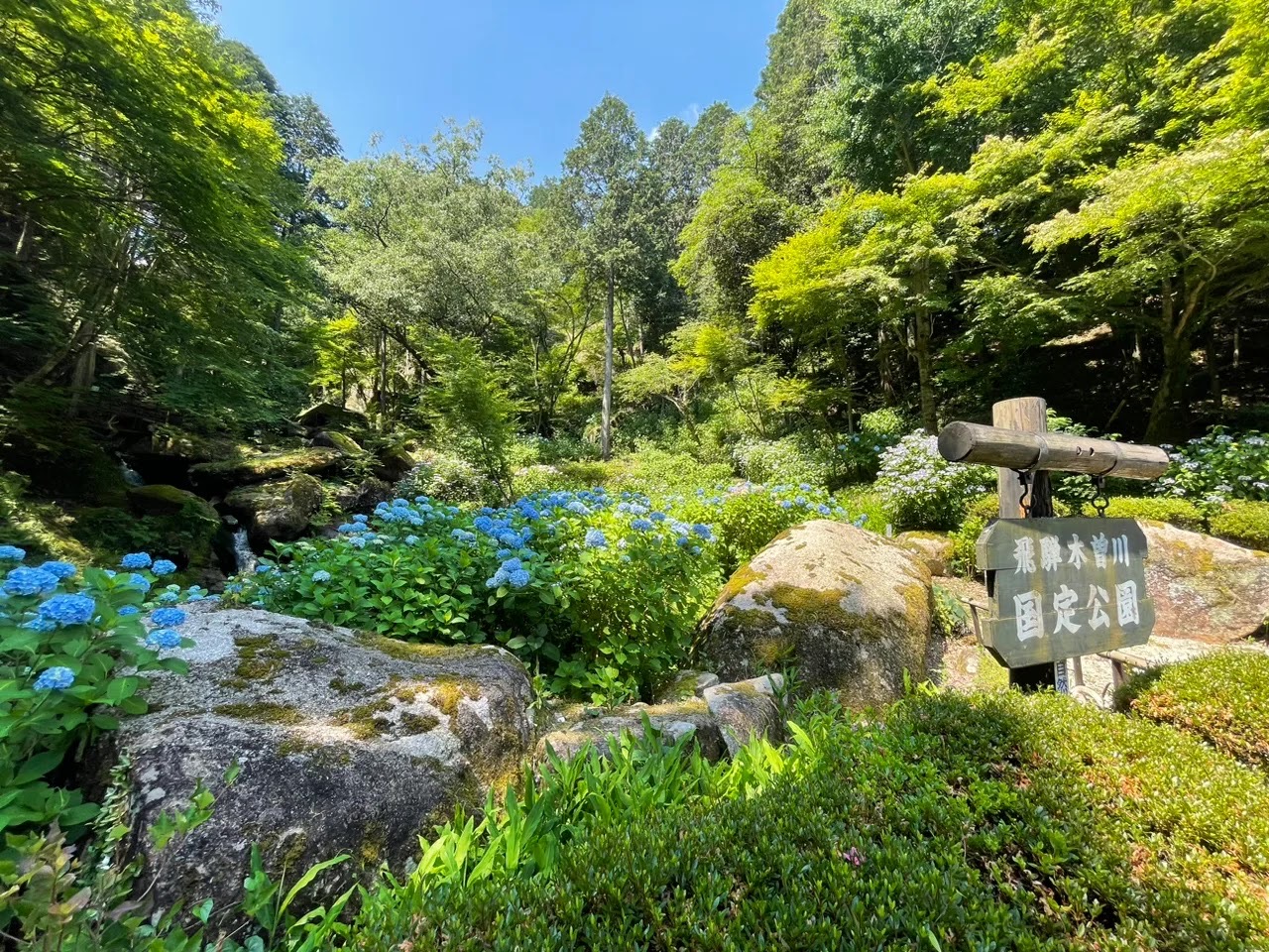 呂久沢の森　あじさい