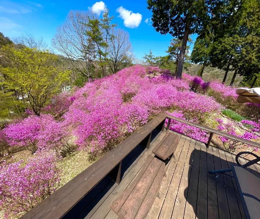 呂久沢の森　スカイガーデン　つつじ