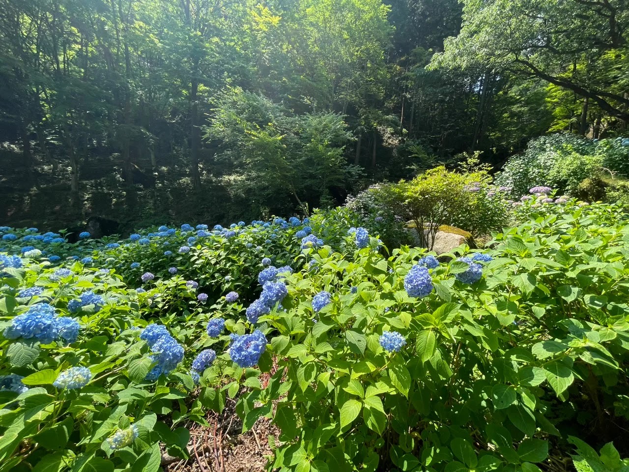 呂久沢の森　あじさい