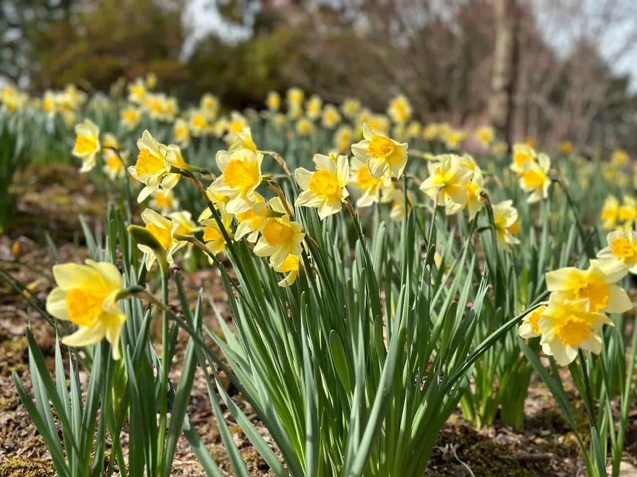 呂久沢の森　スカイガーデン